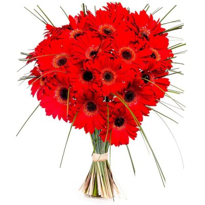 Rote Gerbera