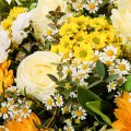 Weiße Rosen und gelbe Germini